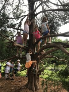 Climbing the Chicken Tree