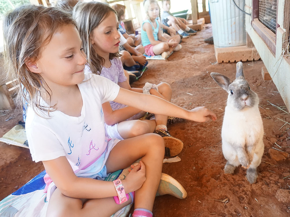 High Meadows Camp Animals